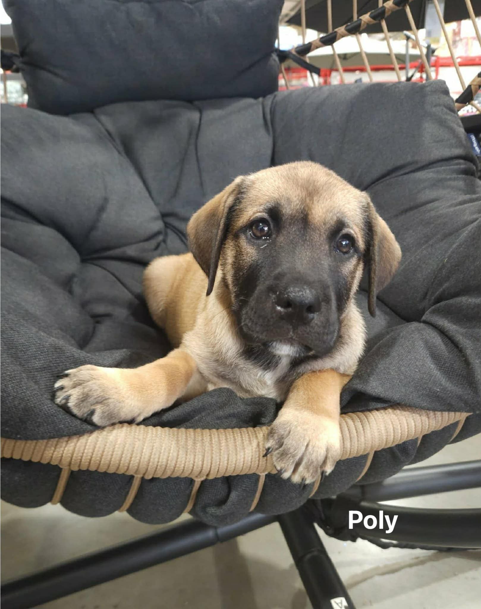 Poly Poly